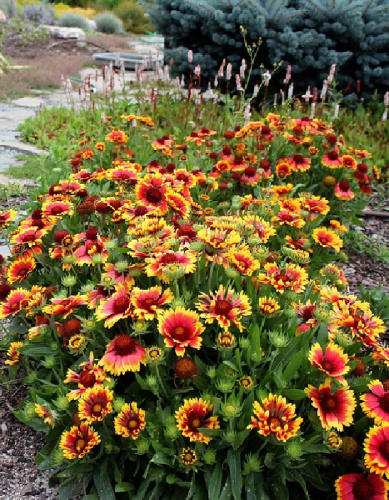 Гайлардия Бременские Музыканты 1шт Р9