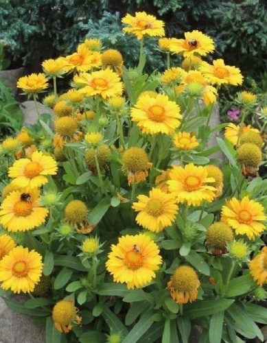 Гайлардия Янтарь 1шт Р9