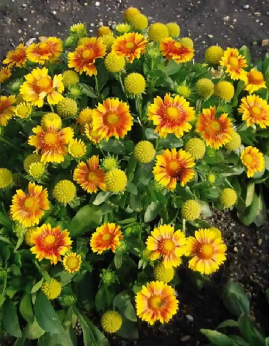 Гайлардия грандифлора Аризона Эприкот 1шт Р9