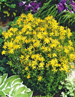 Зверобой Оптимист 1шт Р9