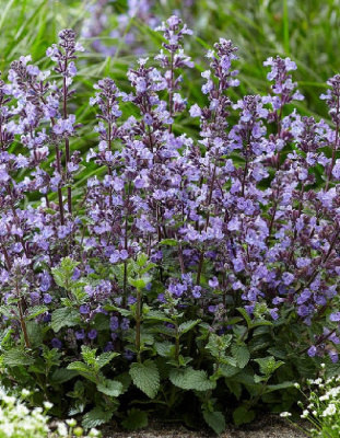 Котовник Кошечка 1 шт Р9