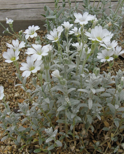 Ясколка Биберштейна 1шт Р9