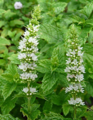 Мята колосистая Чайная симфония 1шт Р9