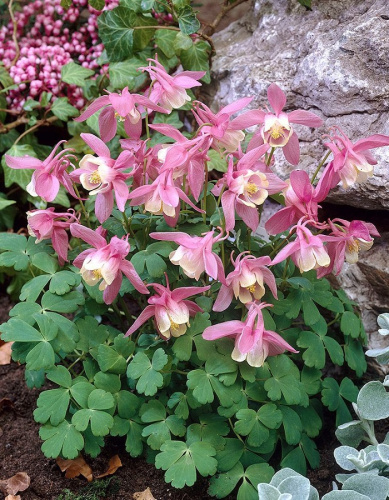 Аквилегия Камео розовая 1шт Р9