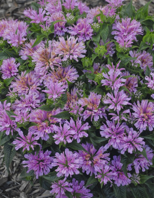 Монарда Махровая сказка 1шт Р9