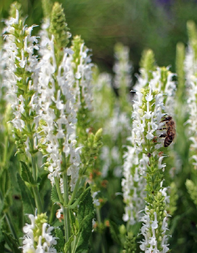 Иссоп лекарственный Белый 1шт р9