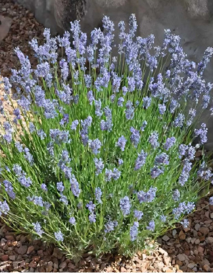 Лаванда декоративная Прованс Р9