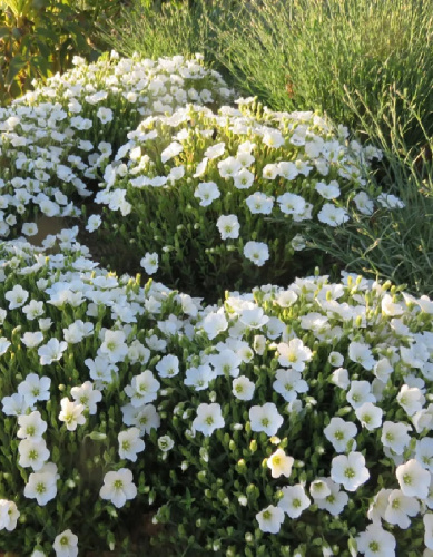 Аренария монтана Близзард 1 шт Р9