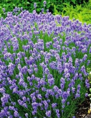 Лаванда декоративная Услада Р9