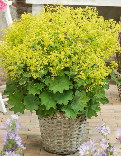 Манжетка мягкая Триллер Р9