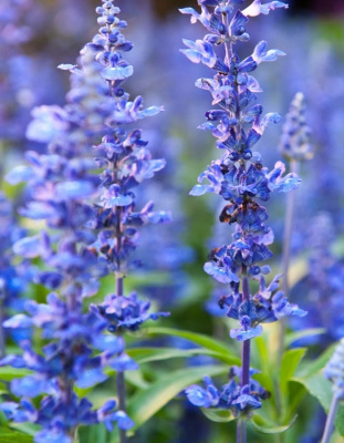 Иссоп лекарственный Голубой 1шт р9