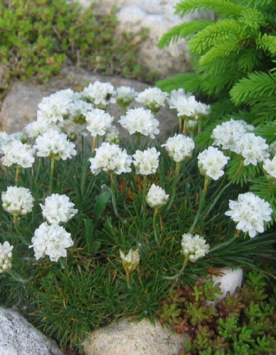 Армерия приморская Монинг стар Вайт Р9