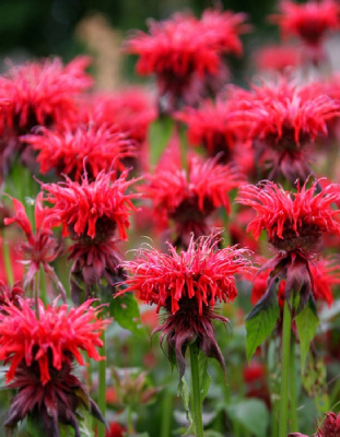 Монарда двойчатая Панорама Ред 1 шт р9