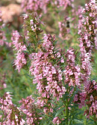 Иссоп лекарственный Розовый 1 шт р9