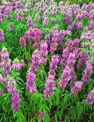 Монарда лимонная Источник здоровья 1 шт р9