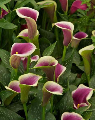 Калла Пикассо 1 шт Р9