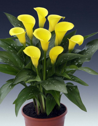 Калла Санклаб 1 шт Р9