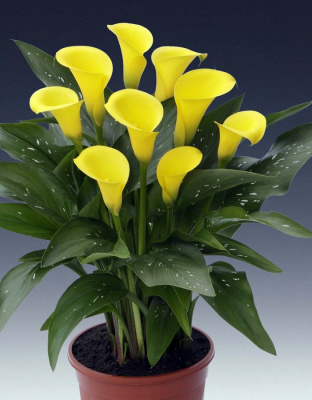 Калла Санклаб 1 шт Р9