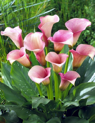 Калла Кристал Блаш 1 шт Р9