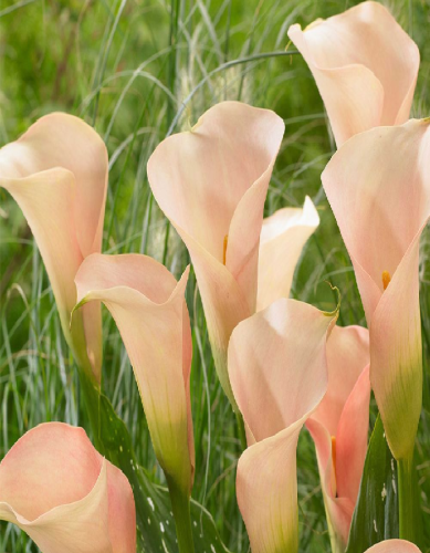 Калла Окланд 1 шт Р9