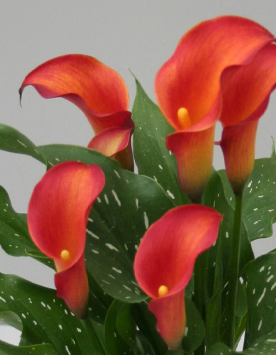 Калла Капитан Тринити 1 шт Р9