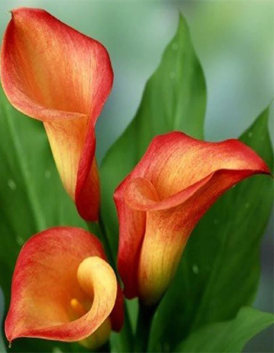 Калла Капитан Лидо 1 шт Р9