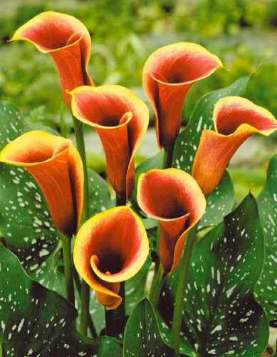 Калла Хот Шот 1 шт Р9