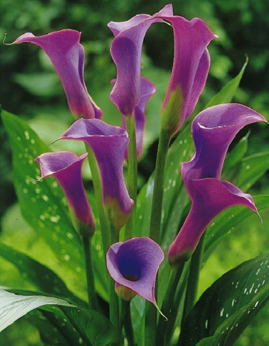 Калла Пако 1 шт Р9