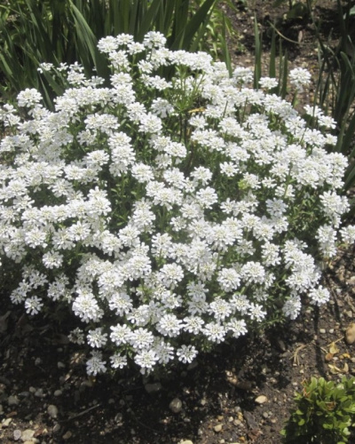 Иберис вечнозеленый Вистлер Вайт 1шт р9