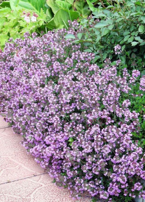 Тимьян Золушка 1шт р9