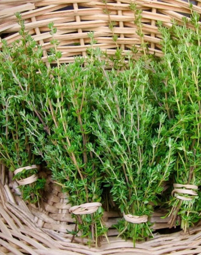 Тимьян овощной Медок 1шт р9