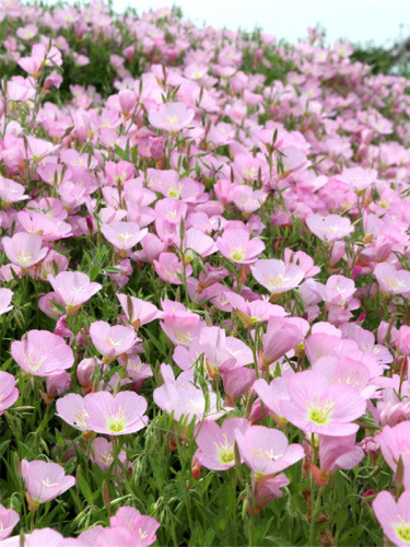 Энотера красивая Розовый атлас 1шт р9