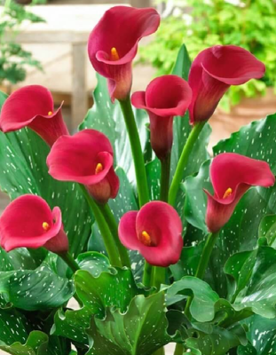 Калла Ред Аллерт 1 шт Р9