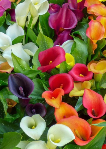 Каллы в ассортименте 1 шт Р9