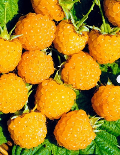 Малина ремонтантная Золотая осень 1 шт