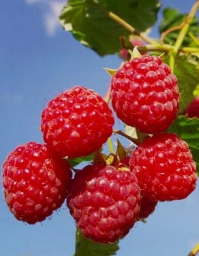 Малина ремонтантная Бабье лето 1 шт