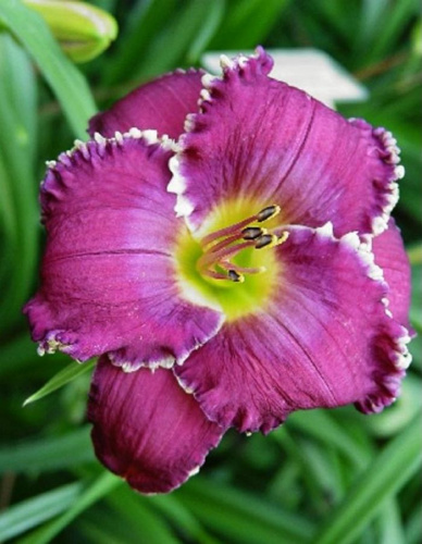 Лилейник Фейс оф Старс 1 шт Р9