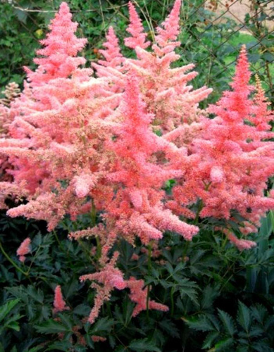 Астильба Анита Фейфер 1 шт Р9