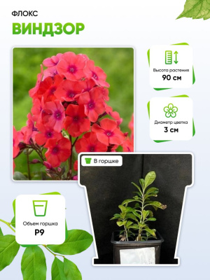 Флокс Виндзор 1 шт Р9