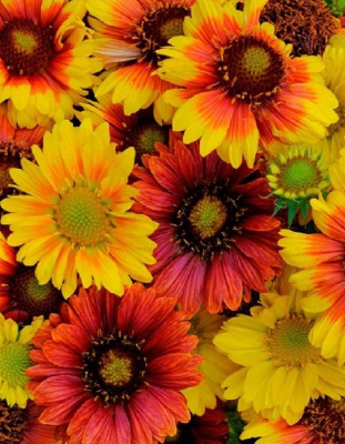 Гайлардия грандифлора Аризона Яркая смесь 1шт Р9