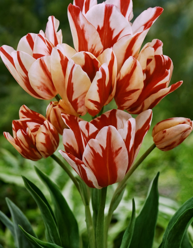 Тюльпан Флэминг Клаб 1 шт