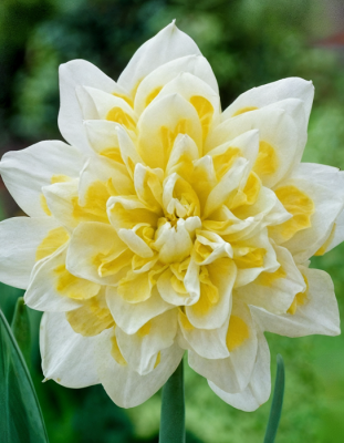 Нарцисс Ирен Коупленд 1 шт