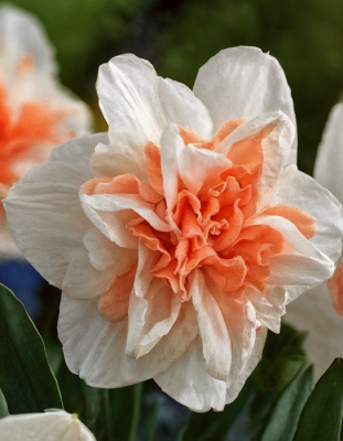 Нарцисс Дельнашо 1 уп.(4 шт.)