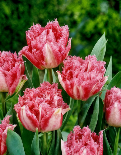 Тюльпан Кул Кристал 1 уп.(6 шт.)