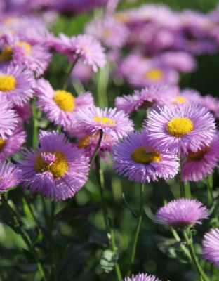 Мелколепестник Пинк Джевел 1 шт Р9