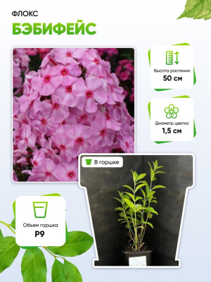 Флокс Бэбифейс 1 шт Р9