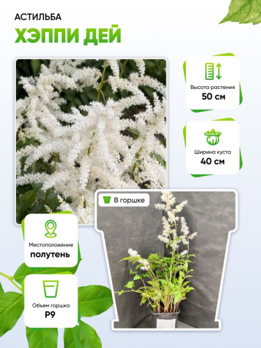 Астильба Хэппи дей 1 шт Р9