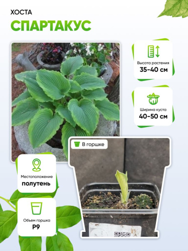 Хоста Спартакус 1 шт Р9