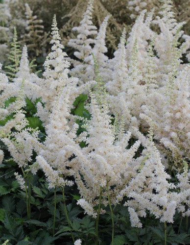 Астильба Уайтберри 1 шт Р9