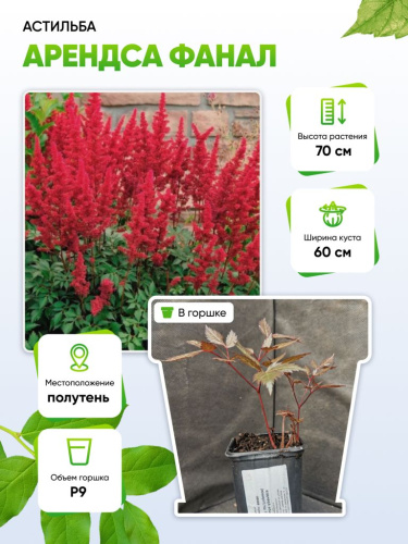 Астильба Арендса Фанал 1 шт Р9